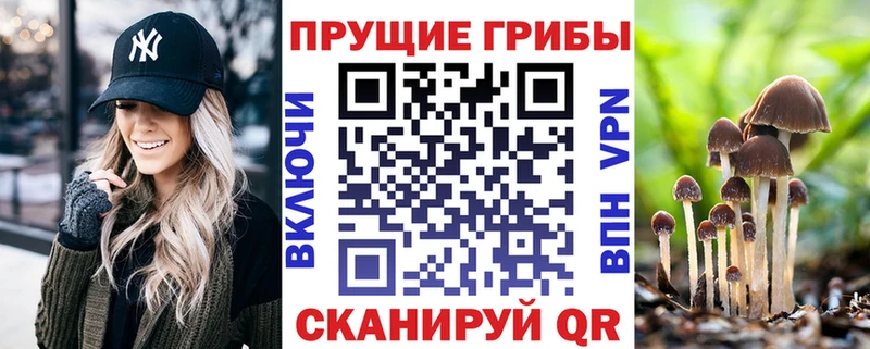 Галлюциногенные грибы Psilocybe  Кондрово 